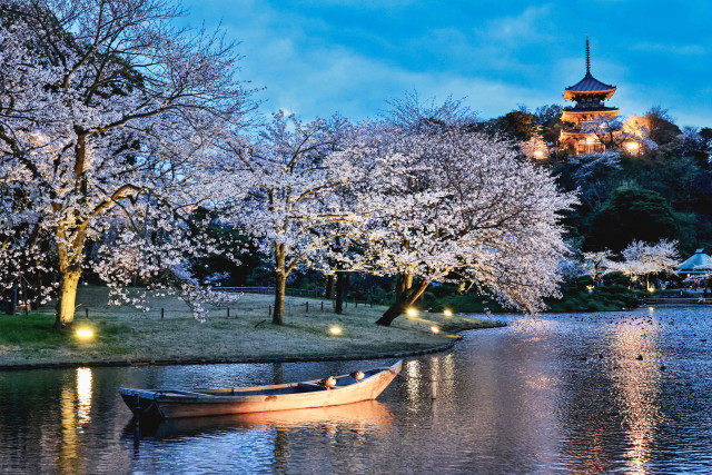 三溪園『桜ライトアップ』